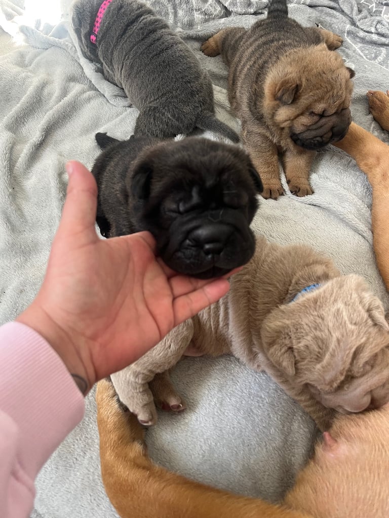 Shar pie puppy’s 
