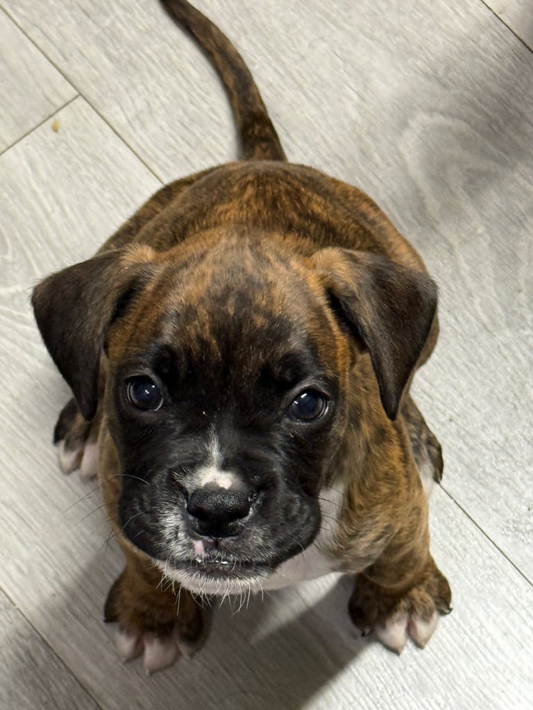 Beautiful boxer puppies 