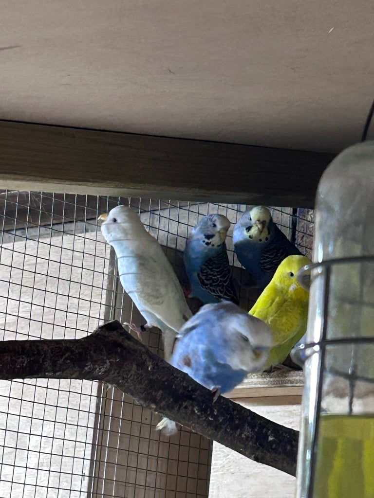 Beautiful baby budgies