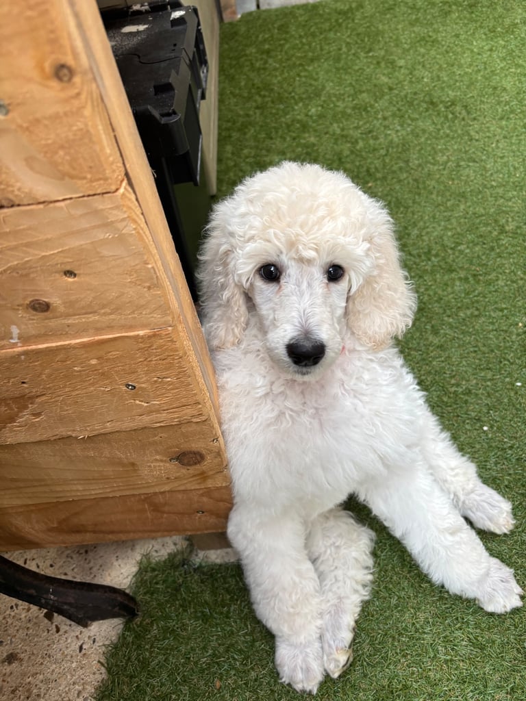 image for Standard Poodle