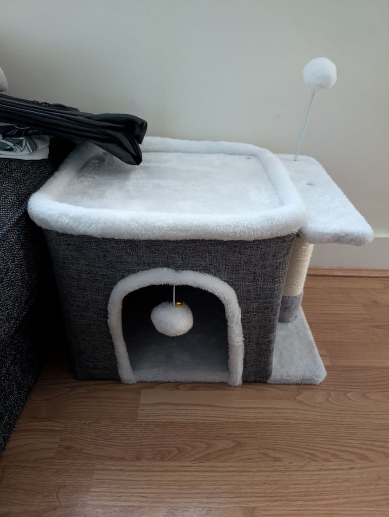 8 week kitten comes with everything 