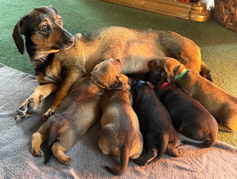 Adorable dachshund puppies 