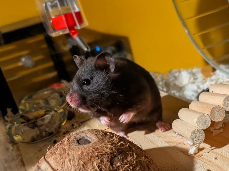 Female Syrian for Adoption 