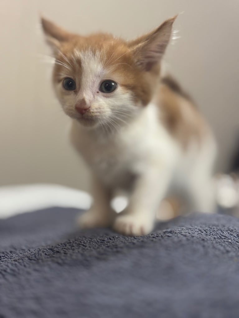 Maine coon / Turkish angora