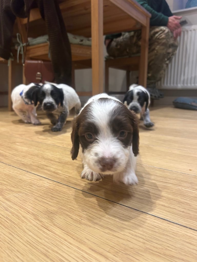 Springer Spaniel x Pointer Puppy
