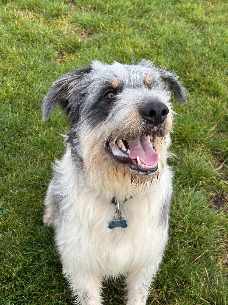 image for Border Collie Rehoming 