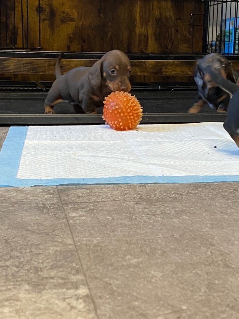 Pedigree miniature dachshund