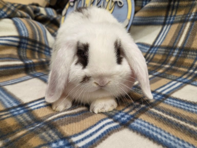 Mini lop bunny
