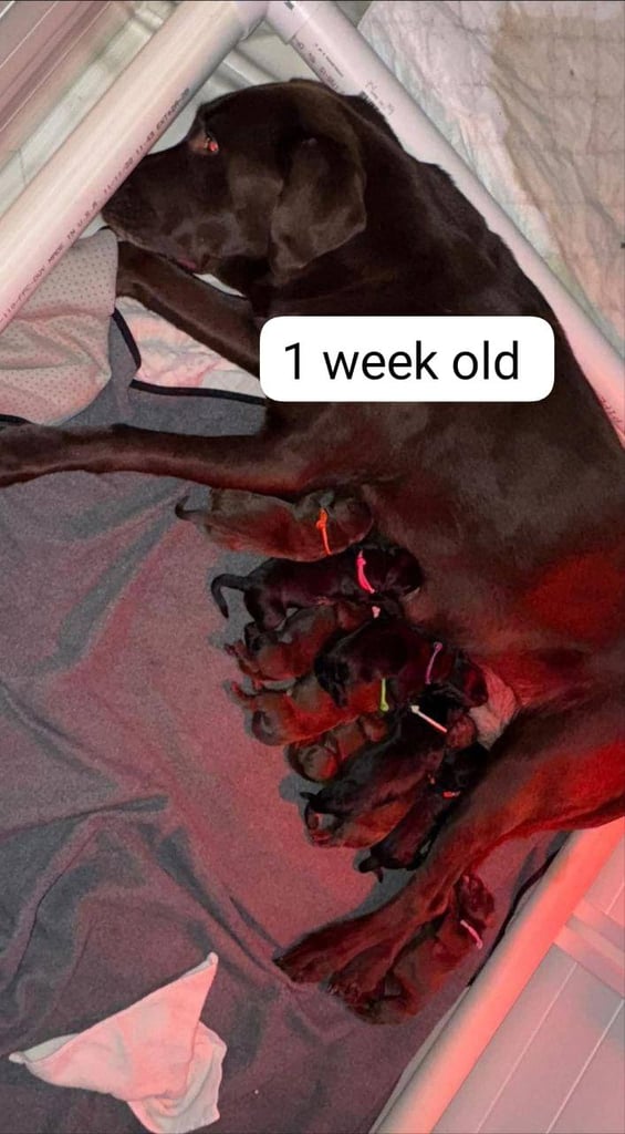 Labrador retriever puppies. 