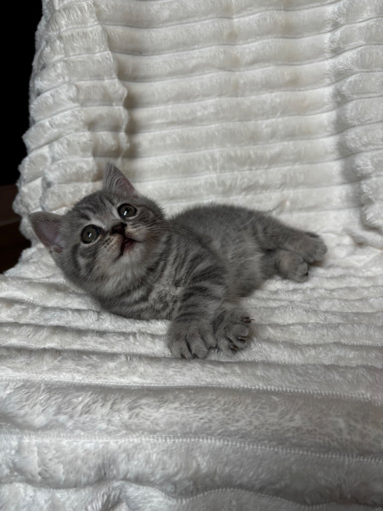 GCCF BRITISH SHORTHAIR & BRITISH LONGHAIR KITTENS