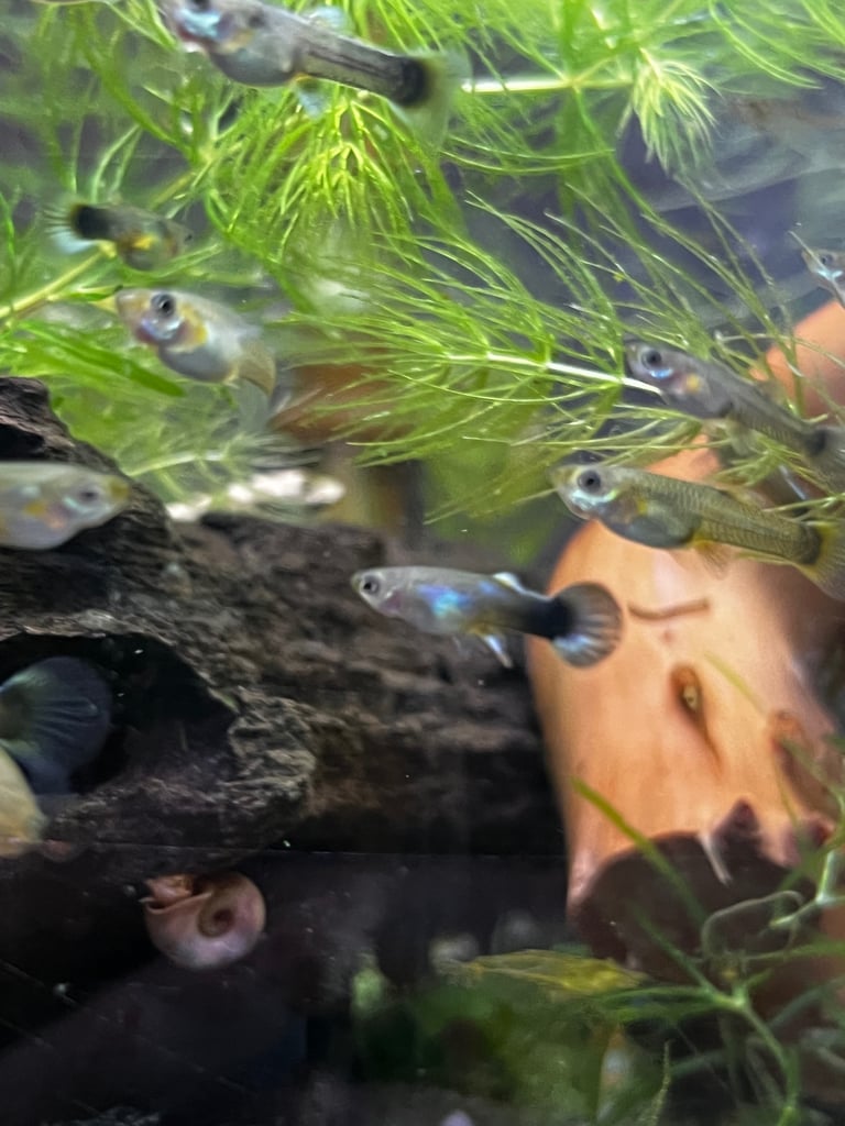 Young fancy guppies 