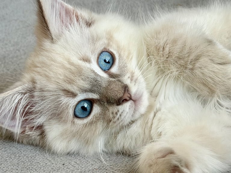 Ragdoll Kitten 
