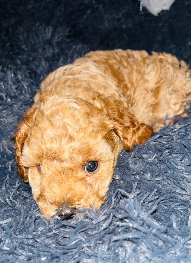 F2B cavapoo puppies ready to leave 
