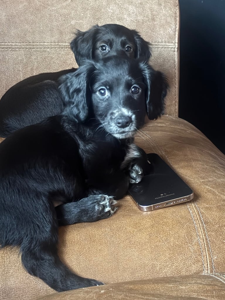 Cocker Spaniel Puppies 