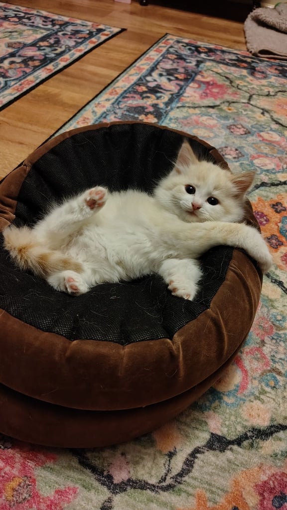 3 kittens ready to go home - All reserved