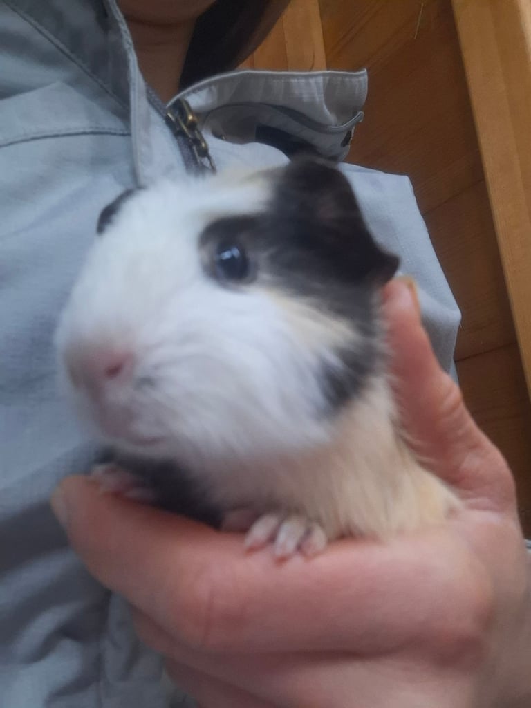 image for Baby guinea pig boys needing living home