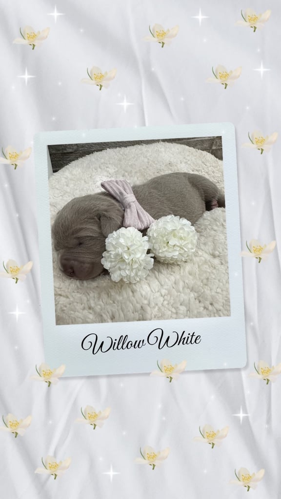 Neapolitan Mastiff X Cane Corso