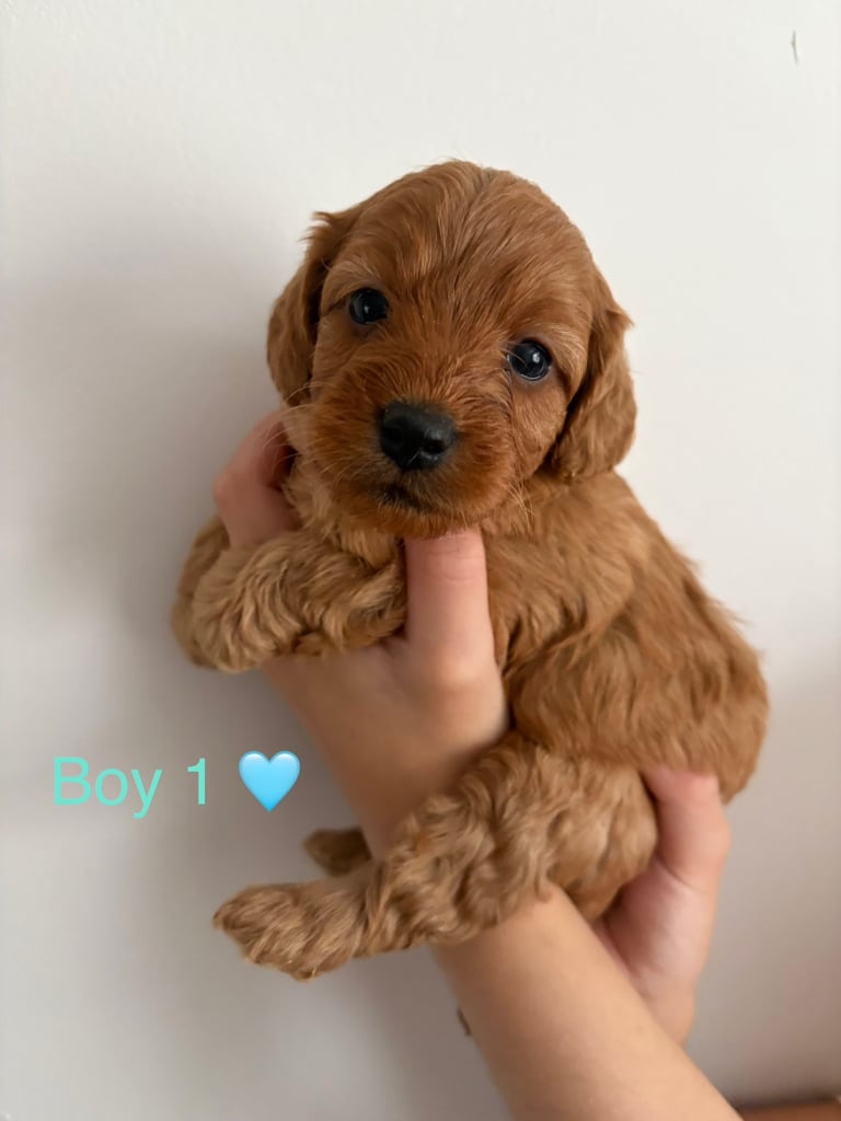 Toy f1b cavapoo puppies 