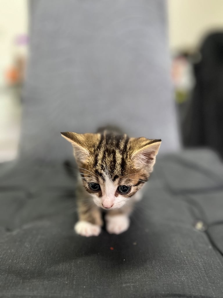 Kittens