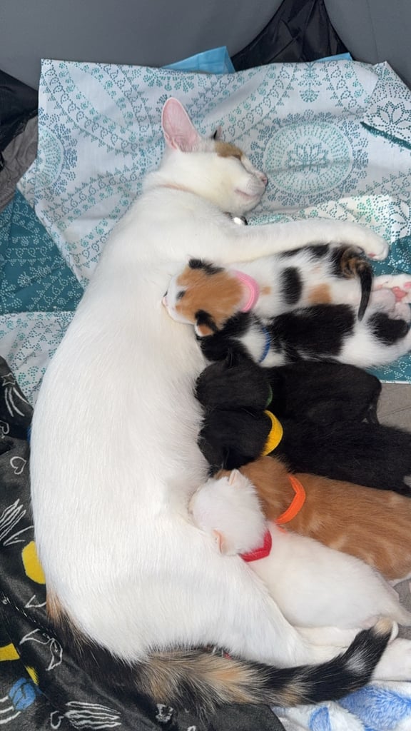image for Mixed kittens for sale 