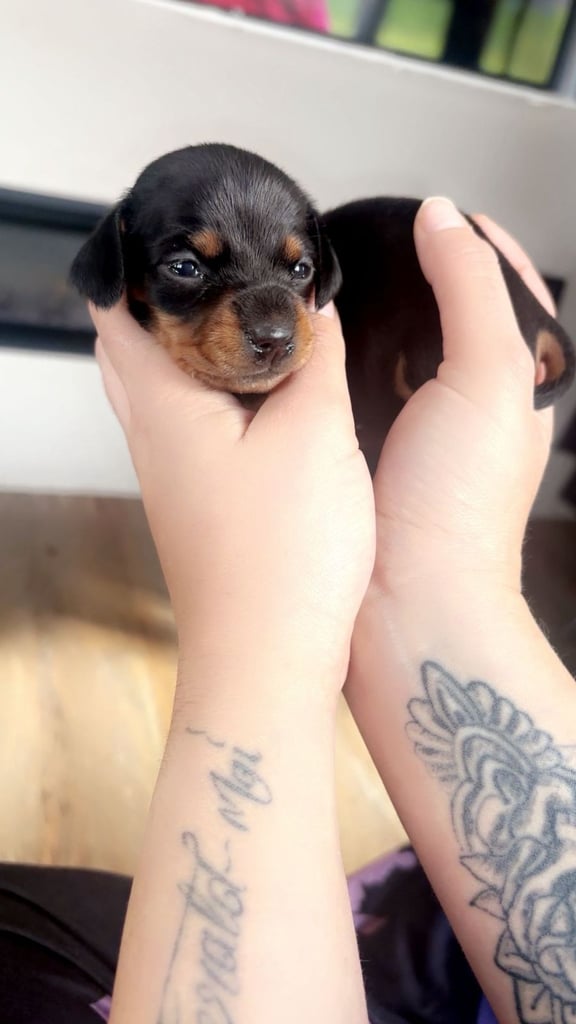 Beautiful miniature dachshunds, deposits being taken now