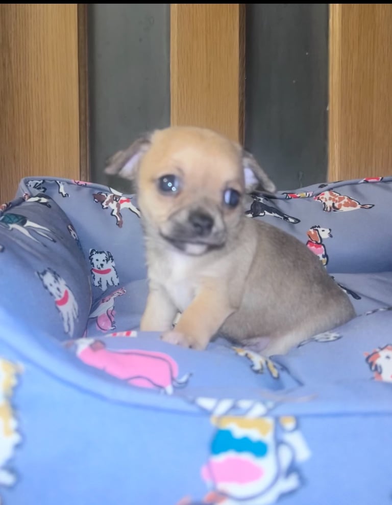 Chihuahua pups for sale 