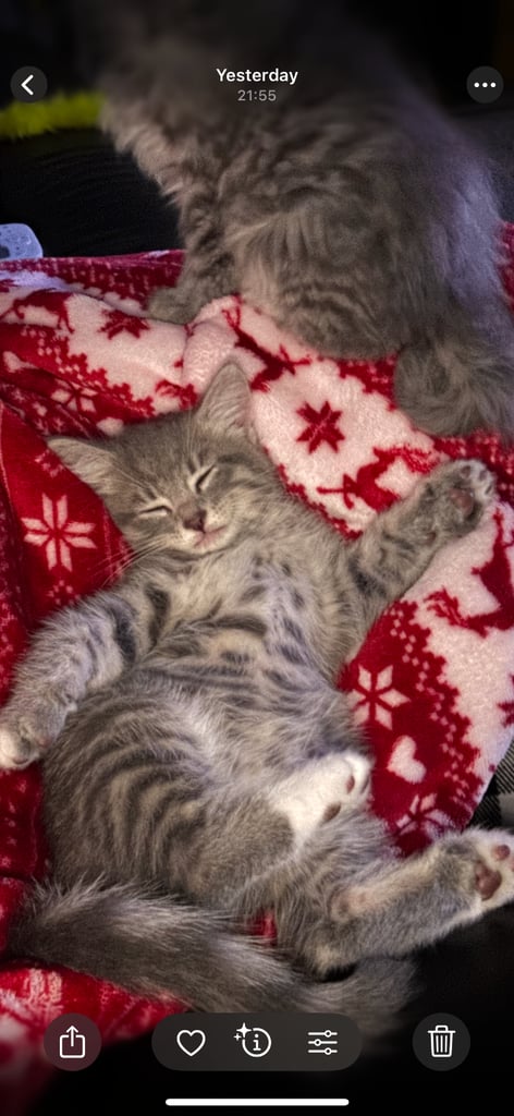 Male Kittens looking for home together 