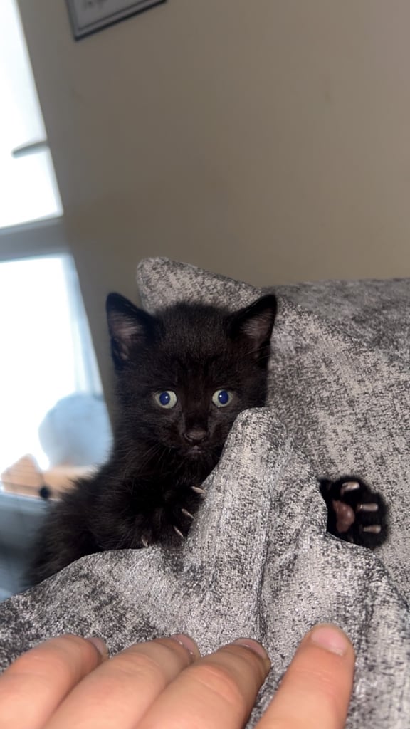 4 kittens 