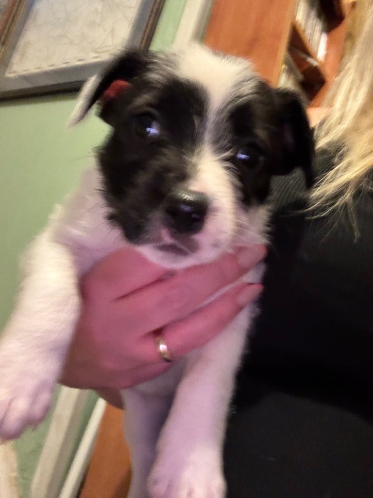 Cross breed lhaso apso only one boy left