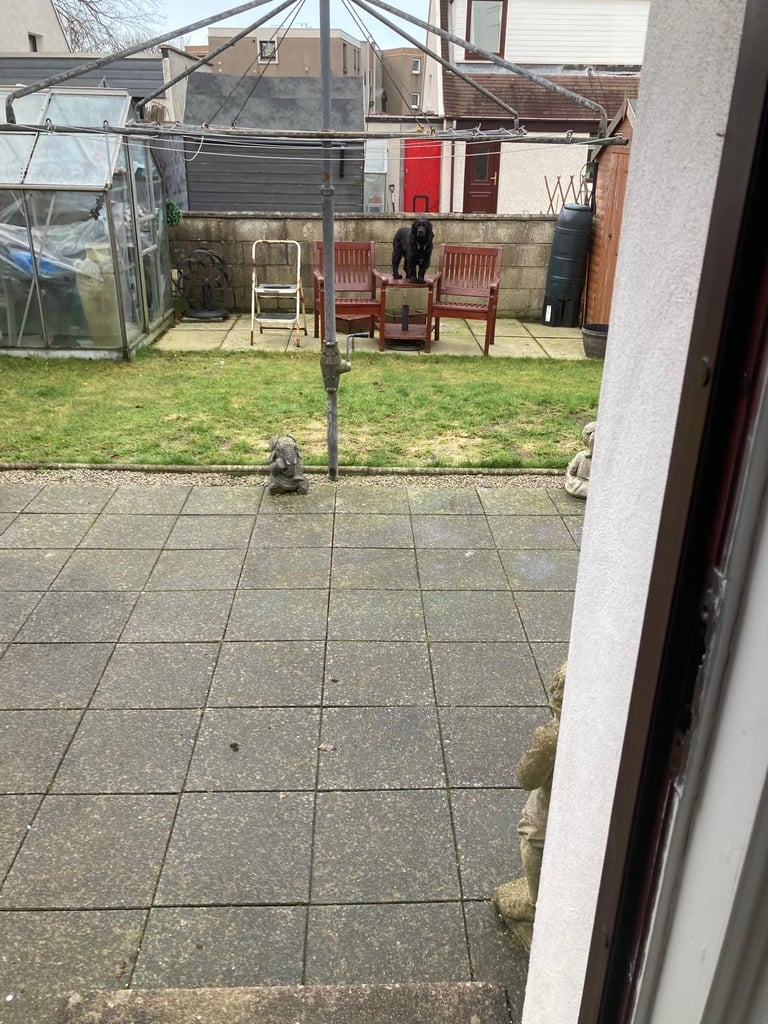 image for Cocker Spaniel - 5 years old 