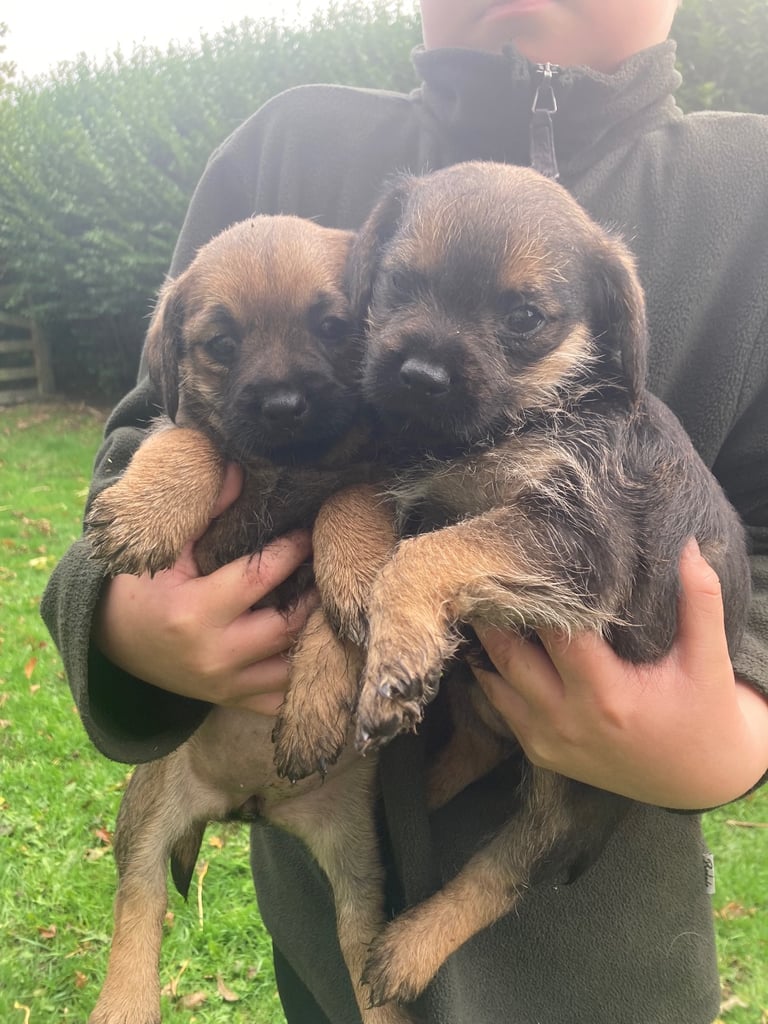 KC reg Border Terrier Puppies 