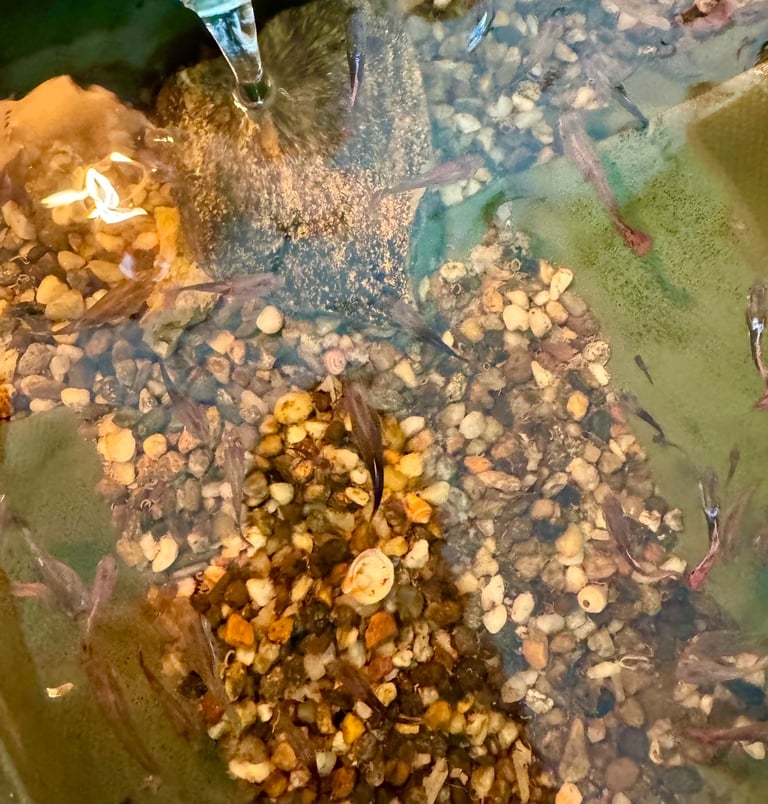 Guppy and Balloon Molly in Chiswick