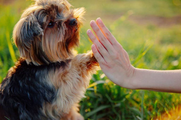 Tailored Pet Training Services: Every Furry Friend Deserves a Plan That Fits