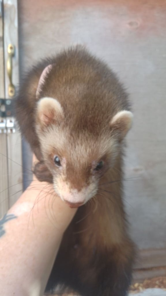 Ferrets kits from this year left 