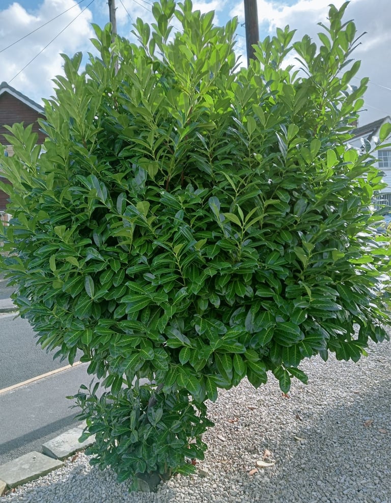 A Selection Of Bushes & Small Trees