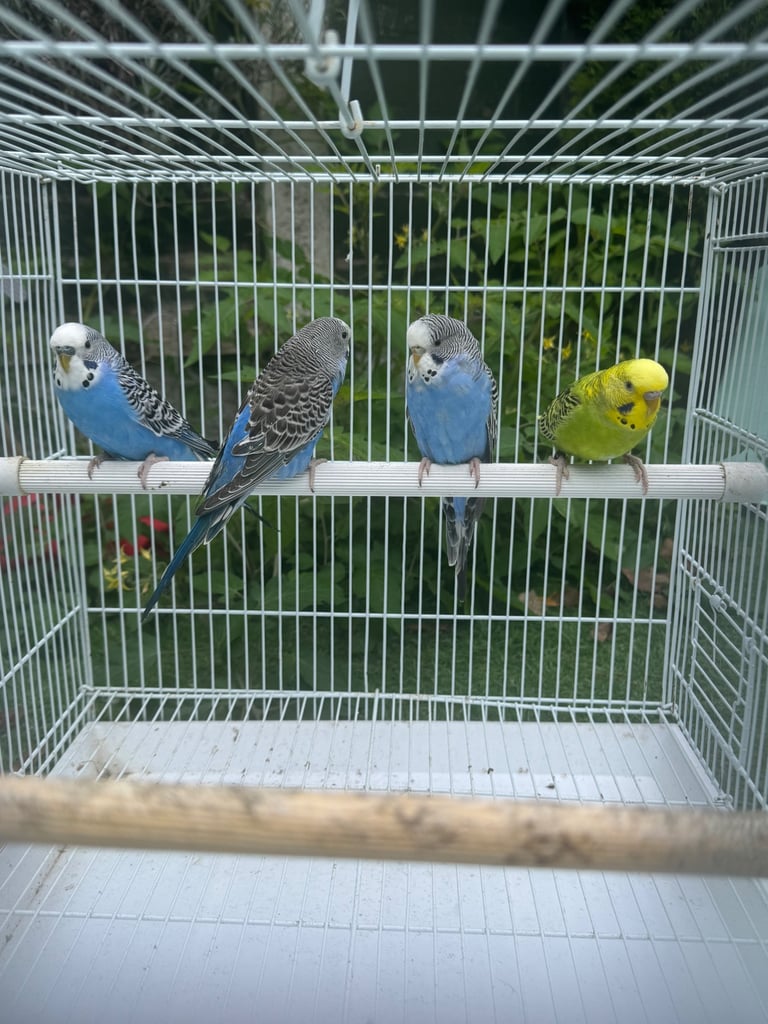 ✨Double split budgies pair and black wing budgies