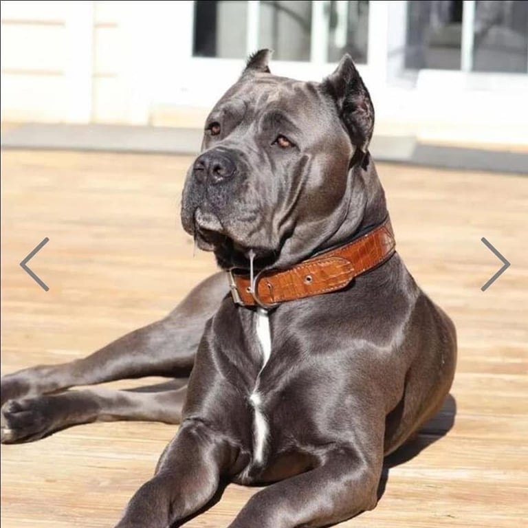 Bestia Leather Dog Collar