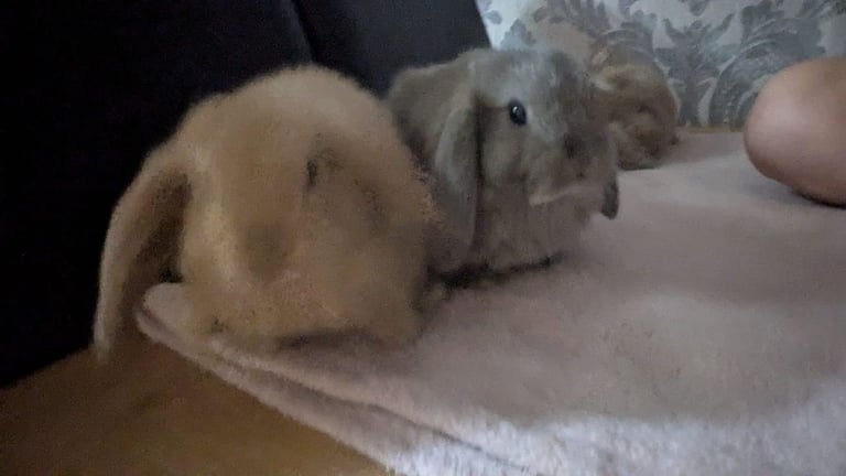 Baby mini lops for sale £60