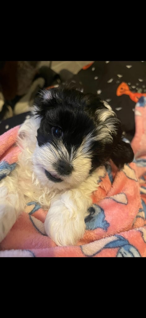 Last female Maltipoo