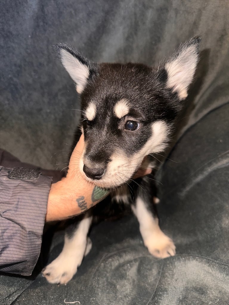 Beautiful German Shepherd × Chow × Alaskan Malamute Girl 