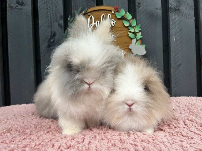 Neutered pair of Lionhead bunnies 🐰 