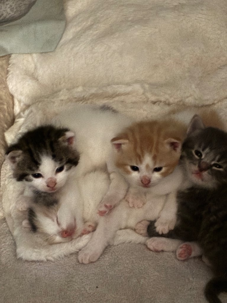 Kittens 