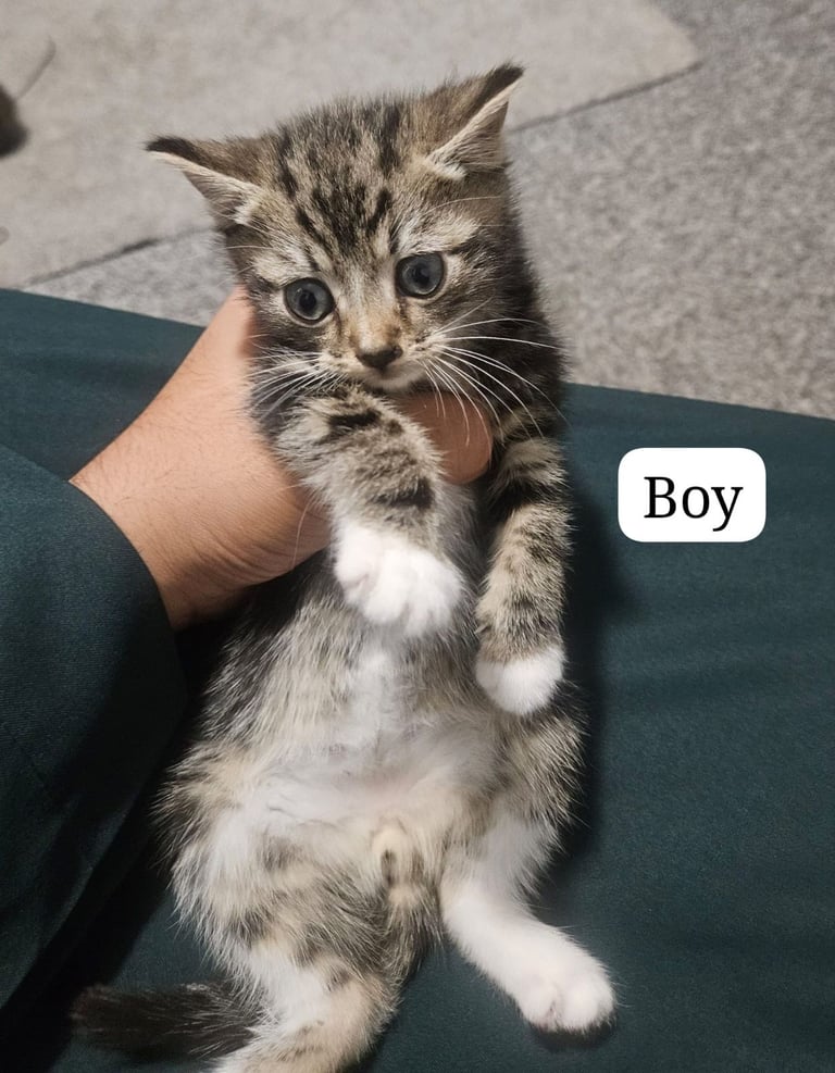 3 × kittens - deflead - litter trained