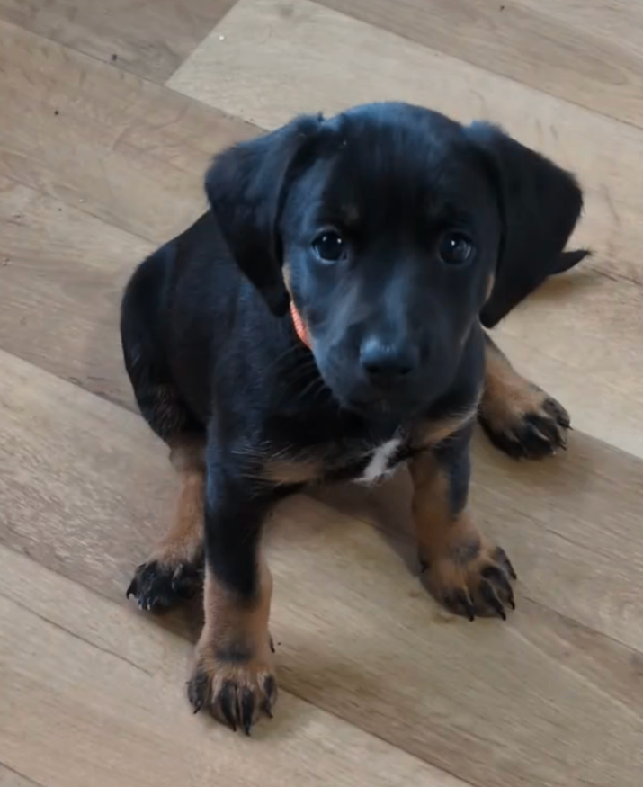 8 Springer, jack X staffy,whippet,saluki,bull greyhound puppies 