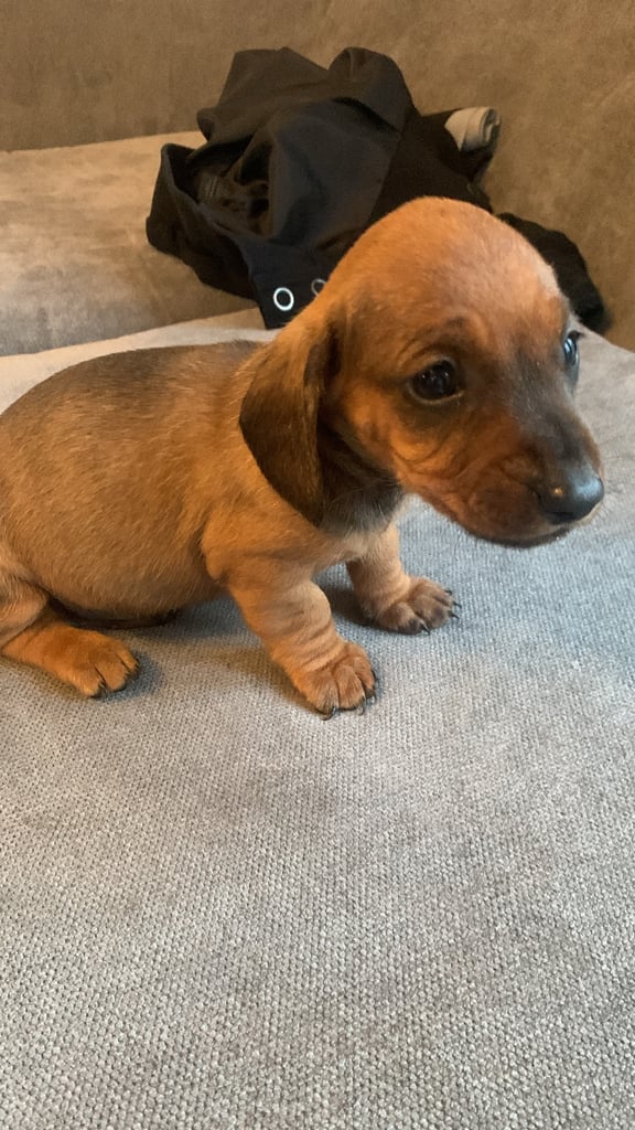 image for Dachshund puppies