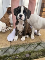 IKC REGISTERED BOXER PUPPIES