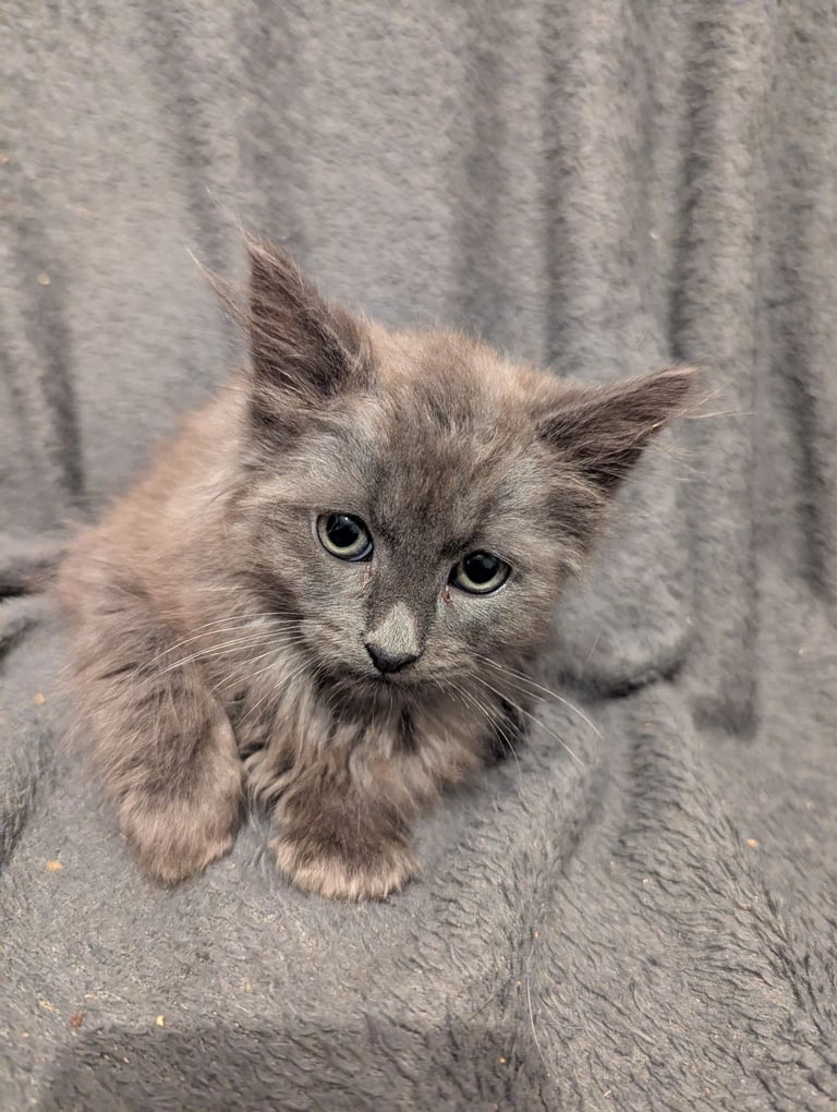 5 beautiful kittens ready for their forever homes