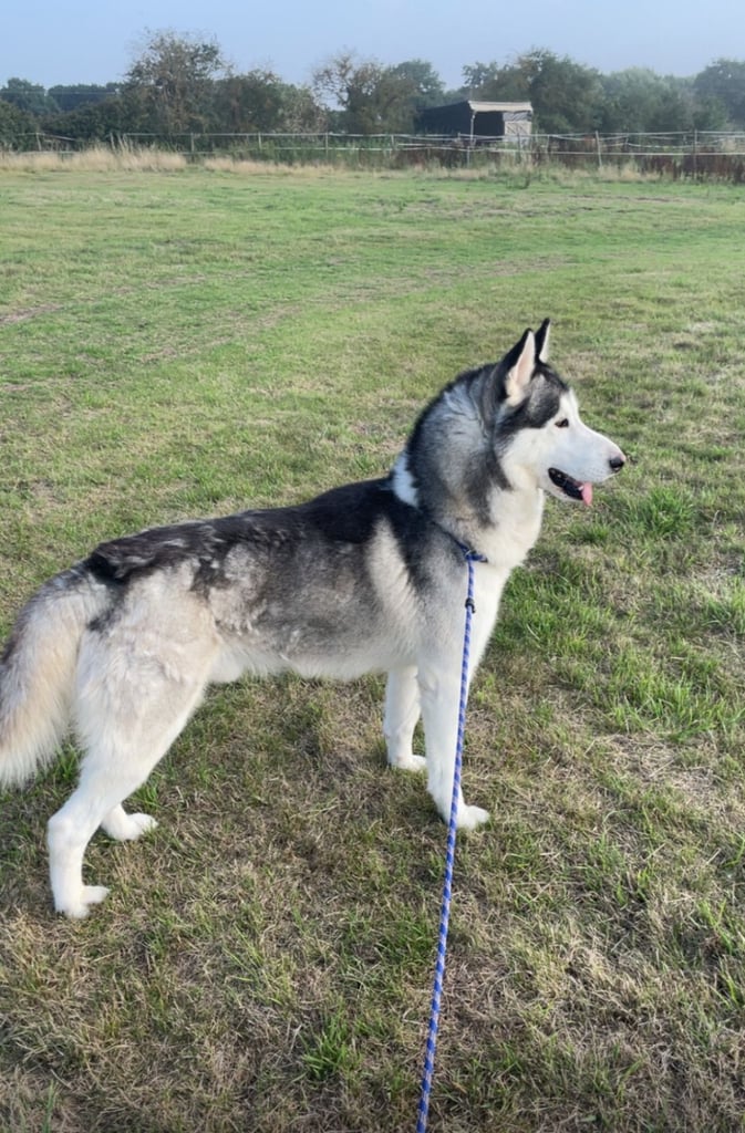 Siberian husky puppies 