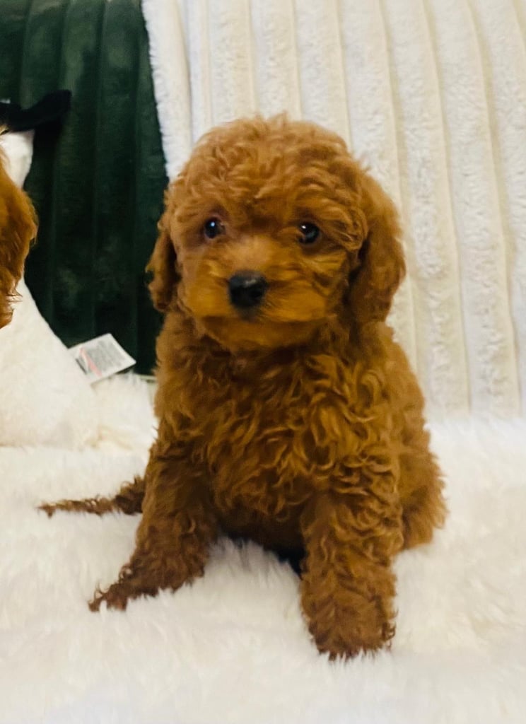 Cavapoo pups 