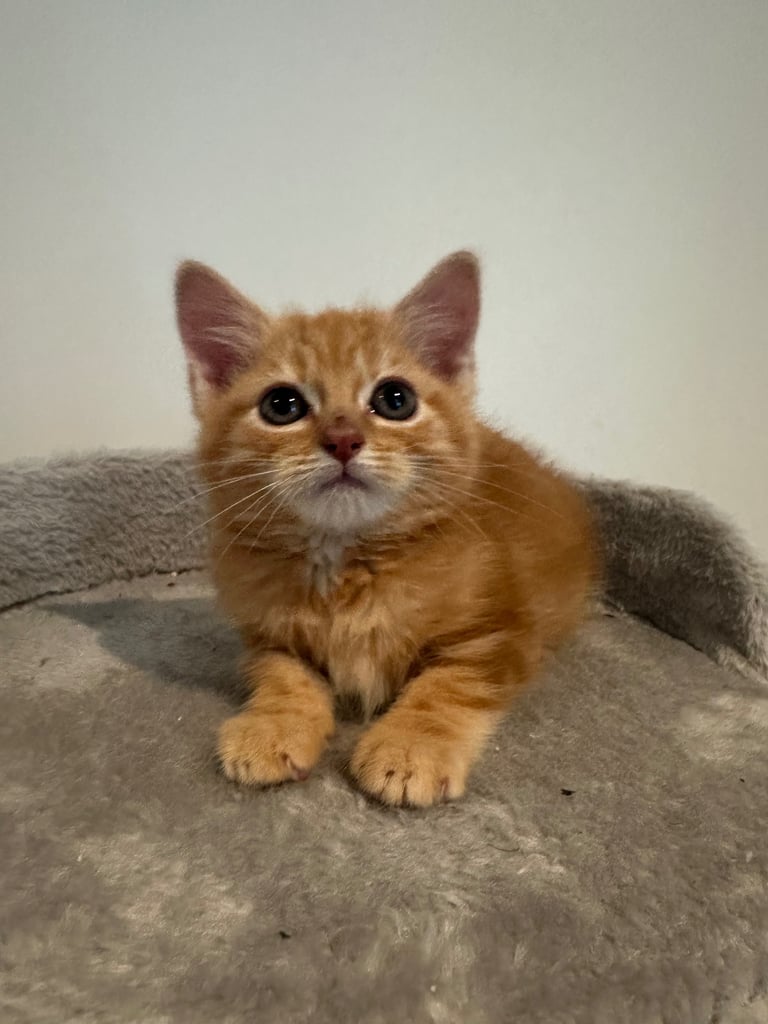 Ginger kittens available